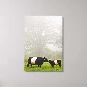 Lienzo Escena polea de una vaca galloway con vientre en e
