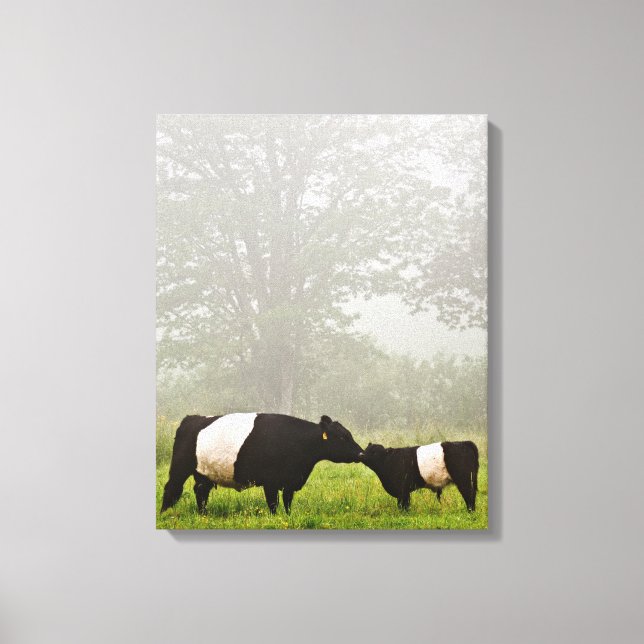 Lienzo Escena polea de una vaca galloway con vientre en e (Anverso)