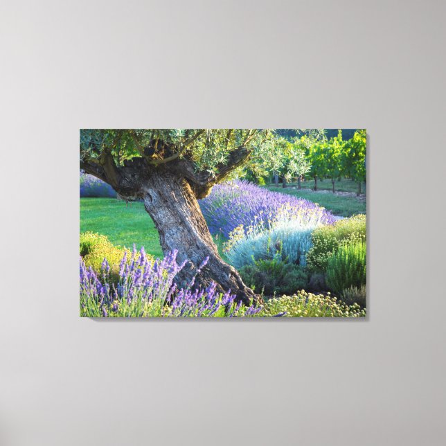 Lienzo Escenario de jardín con flores, Francia (Anverso)