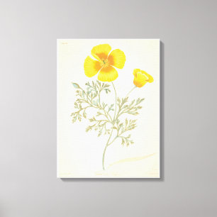 Lienzo Escherbectzia californiana