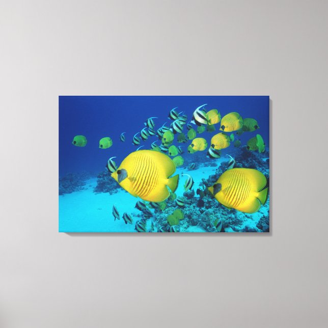 Lienzo Escuela de peces mariposas nadando en el fondo mar (Anverso)