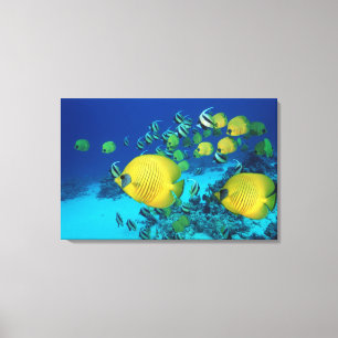 Lienzo Escuela de peces mariposas nadando en el fondo mar