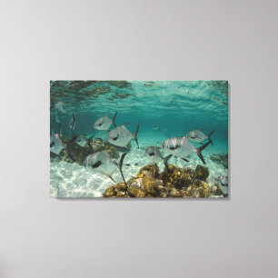 Lienzo Escuela de peces permitidos