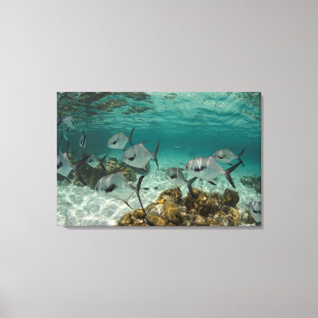 Lienzo Escuela de peces permitidos (Anverso)