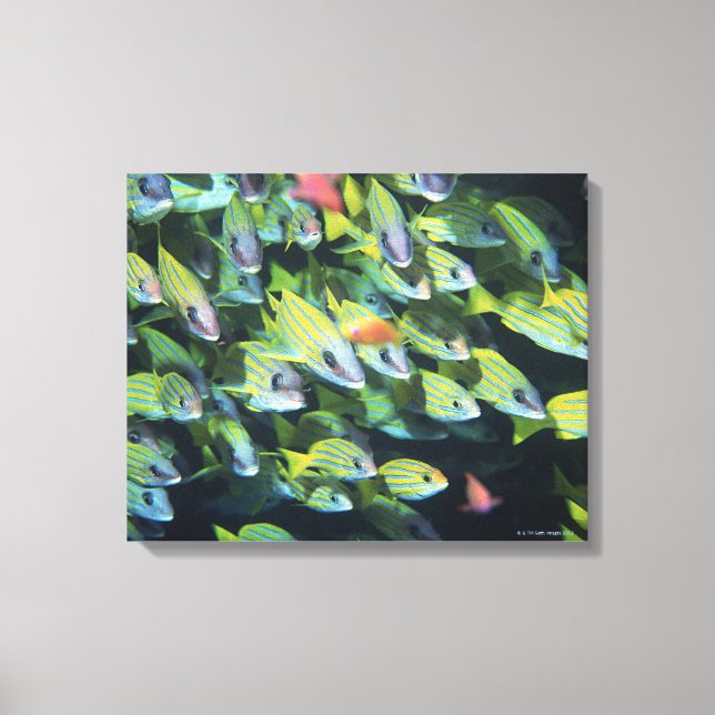Lienzo Escuela de pescado 13 (Anverso)