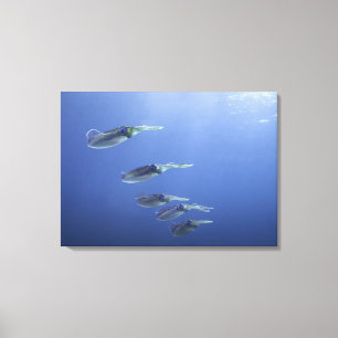 Lienzo Escuela del calamar en el Caribe