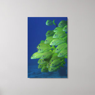 Lienzo Escuela del francés bluestriped y de los roncos