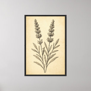 Lienzo Esgrima botánica de lavanda de época
