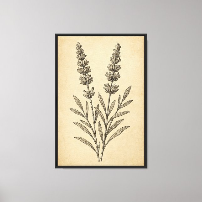 Lienzo Esgrima botánica de lavanda de época (Anverso)