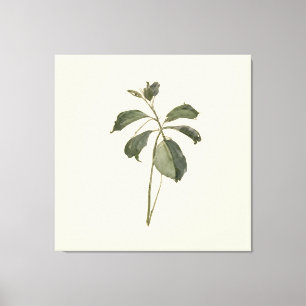 Lienzo Espécimen de planta prensada en papel vintage botá