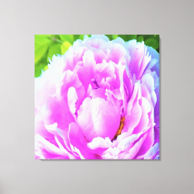 Lienzo Espléndido detalle de flor de peones rosados doble (Anverso)