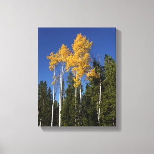 Lienzo Esplendor otoñal en los árboles de Aspen