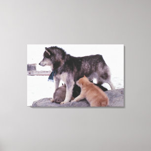 Lienzo Esposo con basura de crías