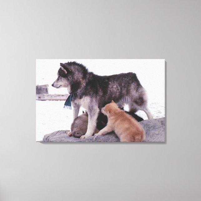 Lienzo Esposo con basura de crías (Anverso)