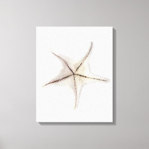 Lienzo Esqueleto de las estrellas de mar, primer