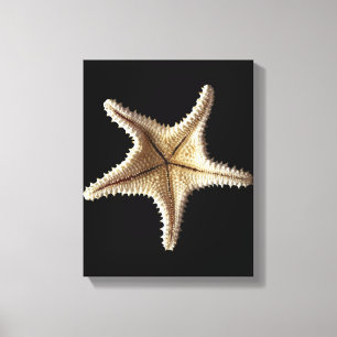 Lienzo Esqueleto de las estrellas de mar, primer 2