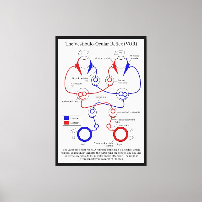 Lienzo Estabilizar el movimiento de ojos de Vestibulo Ocu (Anverso)