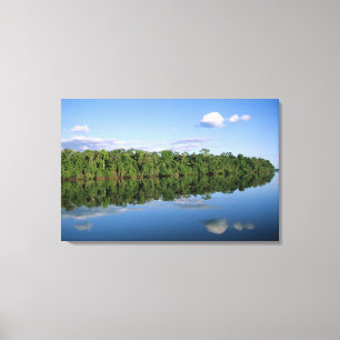 Lienzo Estado de Mato Grosso, Amazonia, Brasil. Boscoso