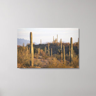 Lienzo Estados Unidos, Arizona, desierto de Sonoran, jo,
