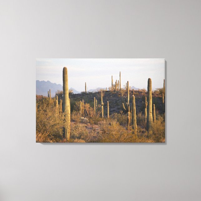 Lienzo Estados Unidos, Arizona, desierto de Sonoran, jo,  (Anverso)