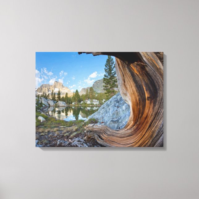 Lienzo Estados Unidos, California, Bosque Nacional Inyo.  (Anverso)