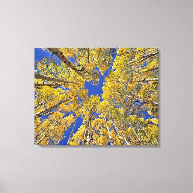 Lienzo Estados Unidos, Colorado, área de Aspen. Bosque de (Anverso)