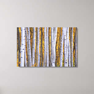 Lienzo Estados Unidos, Colorado, Montañas Rocosas.  Esce