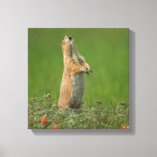 Lienzo Estados Unidos, Dakota del Sur, Parque Estatal Cus