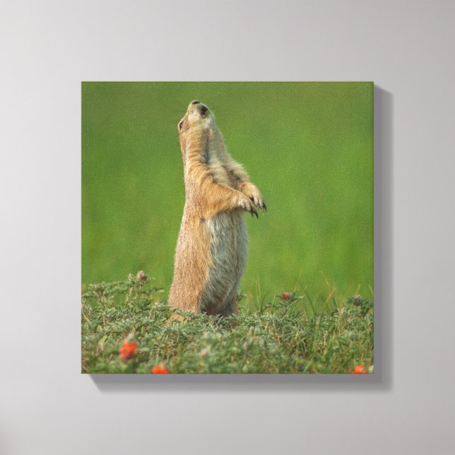 Lienzo Estados Unidos, Dakota del Sur, Parque Estatal Cus (Anverso)