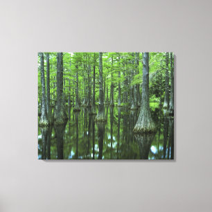 Lienzo Estados Unidos, Florida, Bosque Nacional Apalachic