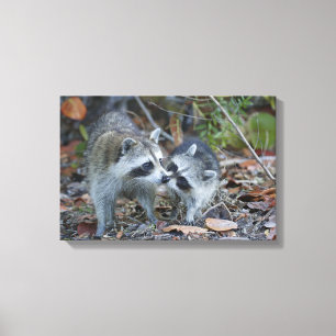 Lienzo Estados Unidos, Florida, Sanibel, Ding Darling Nat