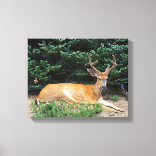 Lienzo Estados Unidos, Washington, Parque Nacional Olímp