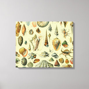 Lienzo Estampa vintage de conchas de Adolphe Millot Coste