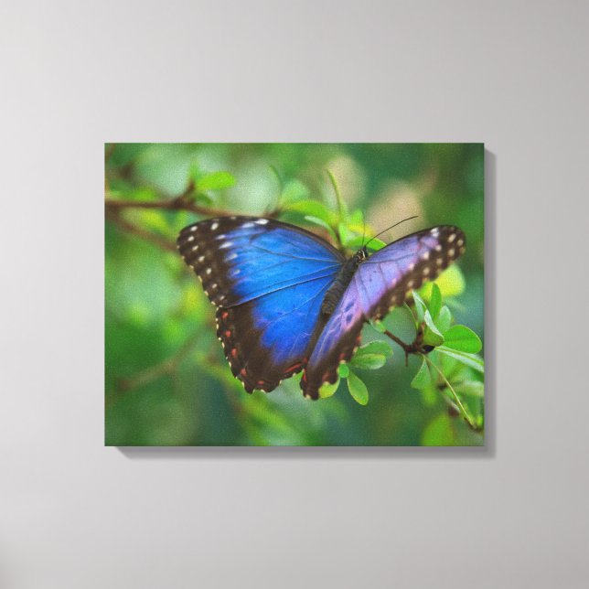 Lienzo estirado de mariposa azul (Anverso)