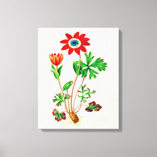 Lienzo Estrella de época Anemone