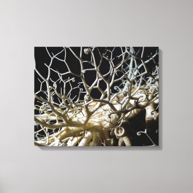 Lienzo Estrella de la cesta (Gorgonocephalus eucnemis) (Anverso)