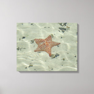 Lienzo Estrellas de mar