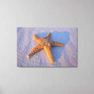 Lienzo Estrellas de mar en la arena blanca