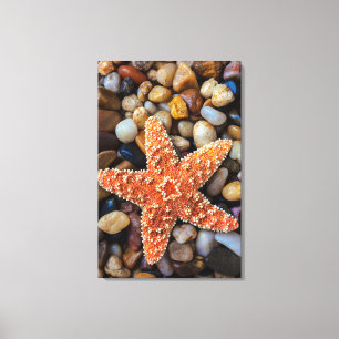 Lienzo Estrellas de mar en rocas