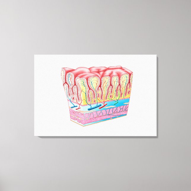 Lienzo Estructura De Anatomía Y Capas De La Pared De Estó (Anverso)