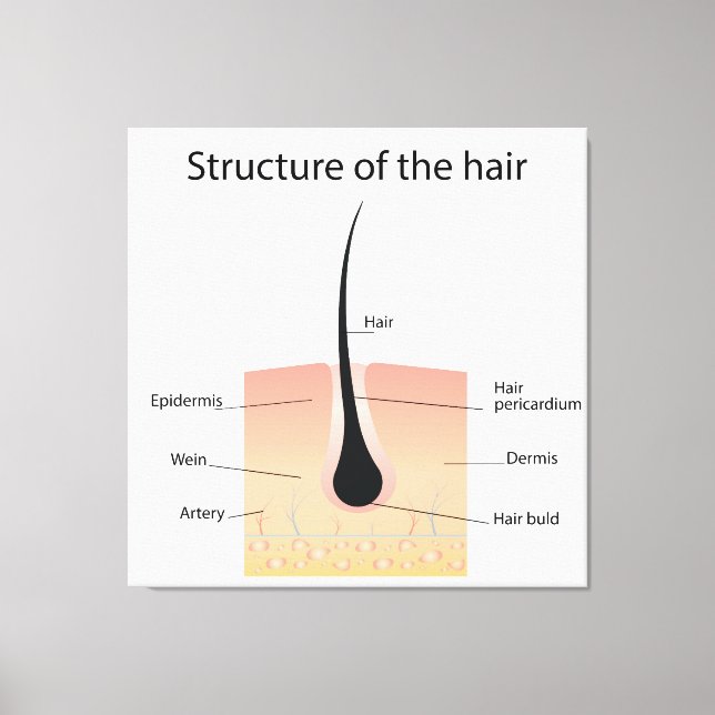 Lienzo Estructura del pelo (Anverso)