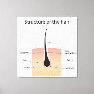 Lienzo Estructura del pelo