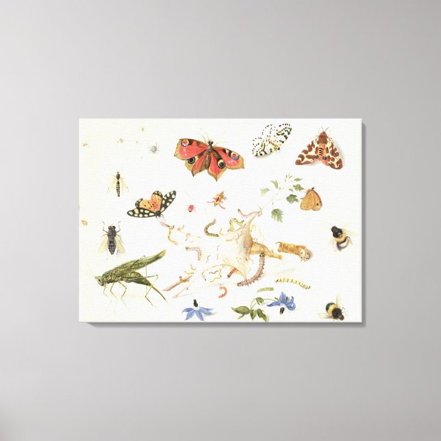 Lienzo Estudio de insectos y flores (Anverso)