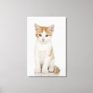 Lienzo Estudio tirado de gatito