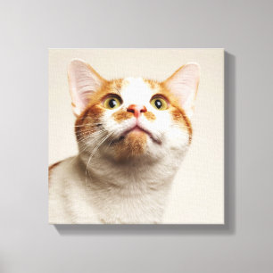 Lienzo Estudio tirado del gato que mira para arriba