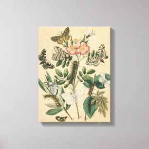 Lienzo Etapas de la vida de mariposas por Vision Studio