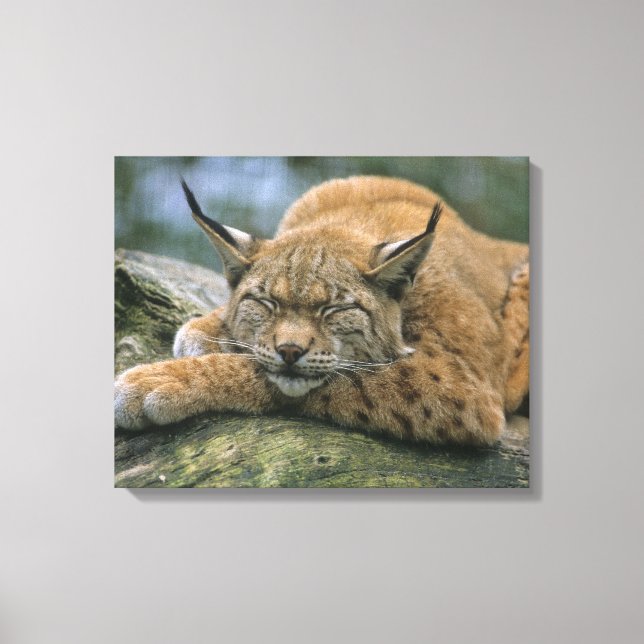 Lienzo Europ �_ischer Luchs, Eurasischer Luchs (Lynx) (Anverso)