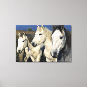 Lienzo Europa, Francia, Ile del Camargue. Camarga 3