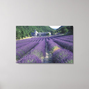Lienzo Europa, Francia, Provenza. Campos de lavanda