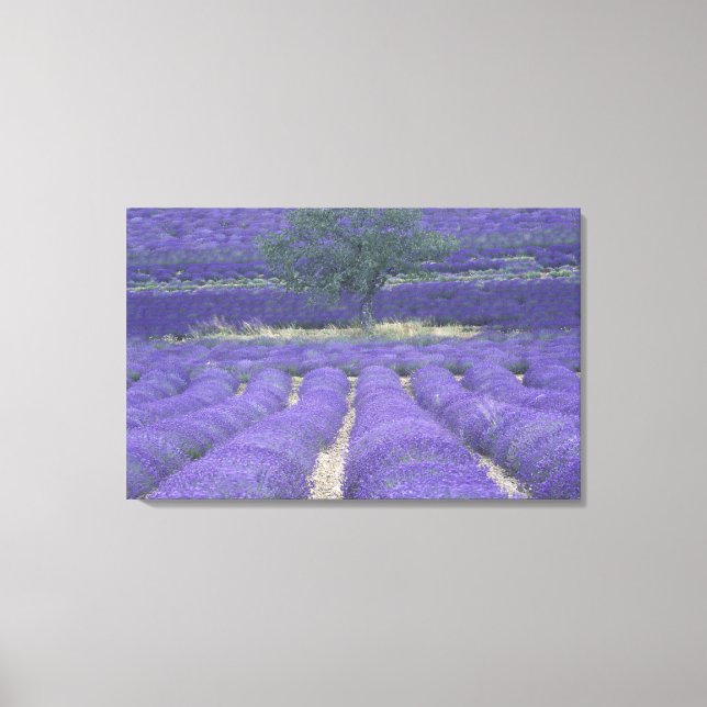 Lienzo Europa, Francia, Provenza, Sault, Campos de lavand (Anverso)